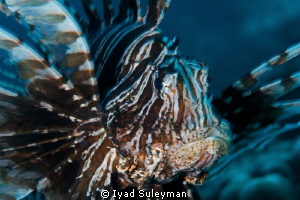 Lionfish
Focus on eye, small clockwise rotaition of came... by Iyad Suleyman 